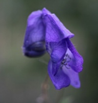 Aconitum uchiyamae B&SWJ1216