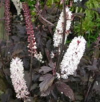 Actaea simplex 'Pink Spike'