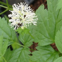 Actaea spicata