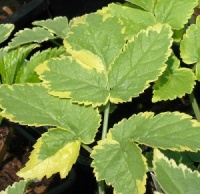 Aegopodium podograria gold margined