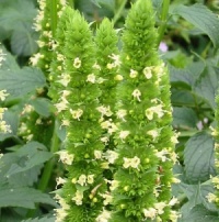Agastache nepetoides