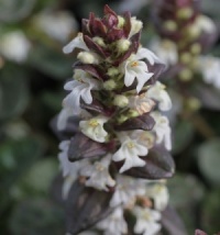 Ajuga reptans 'Choc Ice'