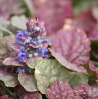 Ajuga reptans 'Sugar Plum'