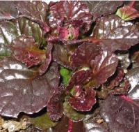 Ajuga reptans 'Binblasca' Black Scallop