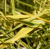 Alopecurus pratensis 'Aureovariegatus'