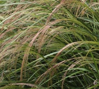 Anemanthele lessoniana
