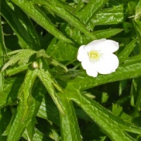 Anemone canadensis