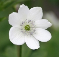 Anemone leveillei