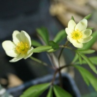 Anemone x lipsiensis