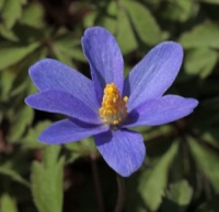 Anemone nemorosa 'Allenii'