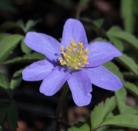 Anemone nemorosa 'Lismore Blue'