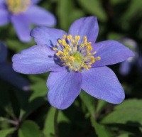Anemone nemorosa 'Royal Blue'