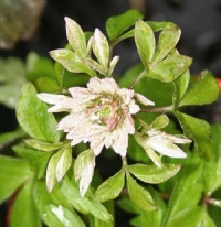 Anemone nemorosa 'Stammheim'