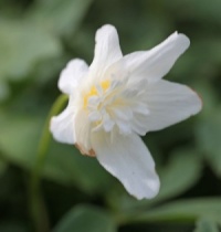Anemone nemorosa 'Vestal'