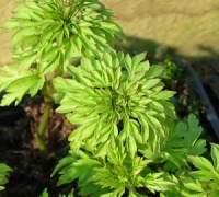 Anemone nemorosa 'Virescens'