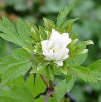 Anemone nemorosa 'Yerda Ramusem'