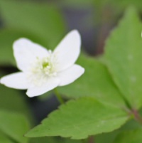 Anemone trifolia