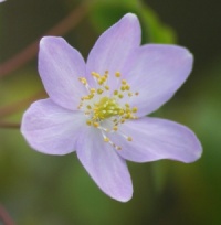 Anemonella thalictrioides f. rosea