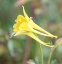 Aquilegia chrysantha 'Yellow Queen'