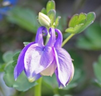 Aquilegia flabellata var. pumila 'Atlantis'