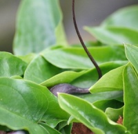 Arisarum proboscideum