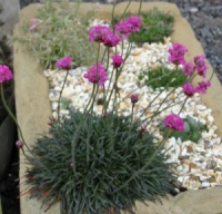 Armeria maritima 'Rubriflora'