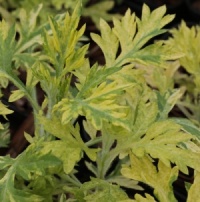 Artemisia vulgaris 'Janlim'
