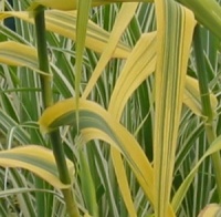 Arundo donax 'Golden Chain'
