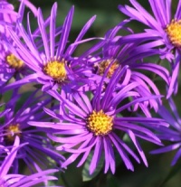 Aster amellus 'Veilchenk�nigin'