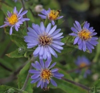 6 Prairie Style Perennials