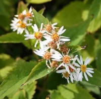 Eurybia schreberi