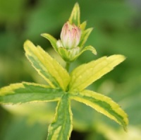 Astrantia major 'Sunningdale Variegated'