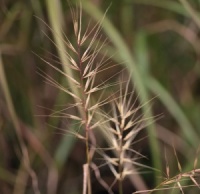 Brachyelytrum japonicum