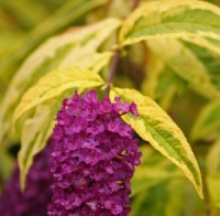 Buddleja davidii 'Santana'