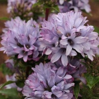 Campanula glomerata 'Caroline'