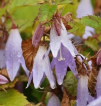 Campanula odontosepala from Iran