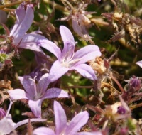Campanula poscharskyana 'Lilacina'