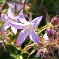 Campanula poscharskyana 'Lisduggan Variety'