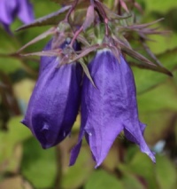 Campanula 'Sarastro'