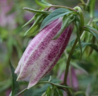 Campanula takesimana 'Elizabeth'
