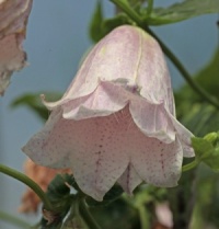 6 Herbaceous Border Perennials