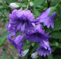 Campanula trachelium 'Bernice'