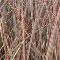 Carex tenuiculmis