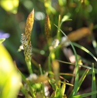 Carex caryophyllea 'The Beatles'