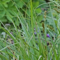 Carex divulsa ssp. leersii