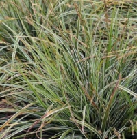 Carex 'Everest'