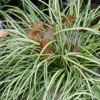 Carex 'Evergold'