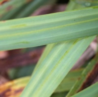 Carex glauca