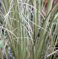 Carex comans 'Grayassina'