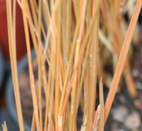Carex kaloides